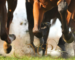 The Galway Races Summer Festival