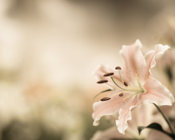 Funerals At The Menlo Park Hotel